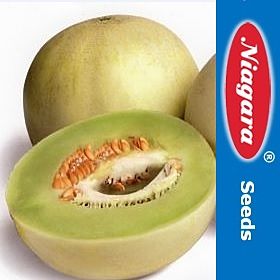 Melon Chloe F1 Precoz Fruto 1,8 a 2,5 Kg Excelente Aroma